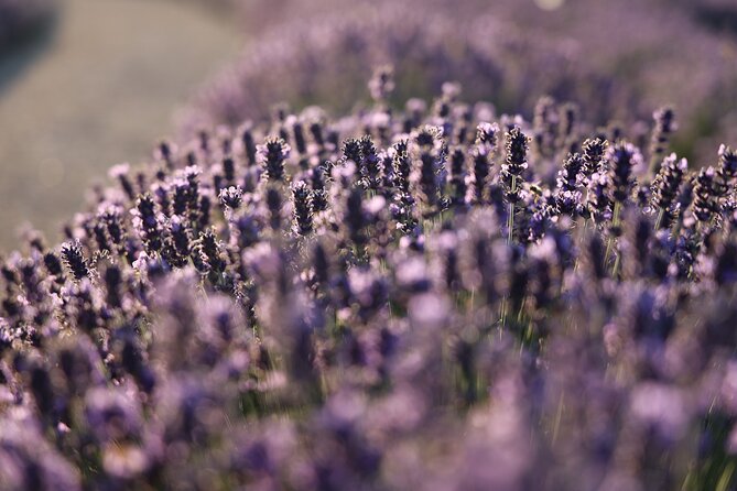 Aroma sampling of 5 Bulgarian Lavender varieties at DiVes Winery - The aroma sampling, step by step