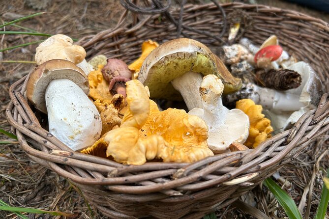 Culinary Adventure To The Fungi And Botanical Kingdom Of Bulgaria - A close look at Bulgaria’s fungi and wild plants