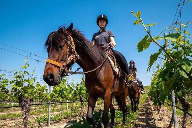 Half-Day of Horseback Adventure with Wine Tasting - Returning for wine made near the trail
