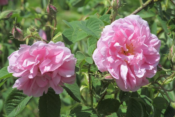 Kazanlak-Rose Valley-Valley of the Thracian Kings - private tour from Plovdiv - Key points at a glance