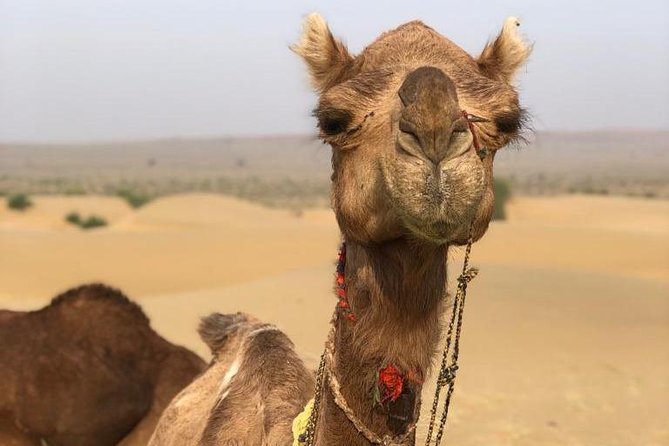 Non Touristic Half Day Camel Safari Thar Desert Sunset - The oasis that supports dozens of villages