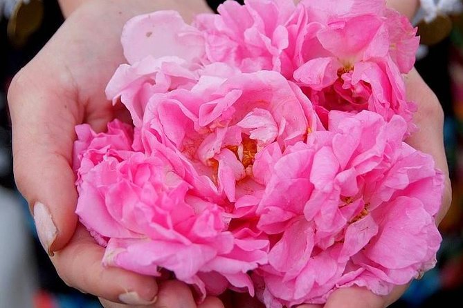 Picking Roses Workshop & Extracting Rose Oil in the Rose Valley - Key points to know before booking