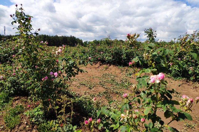 Private Access Rose Festival Kazanlak 05-07.06.2025 - The Valley of Roses: the hands-on beginning