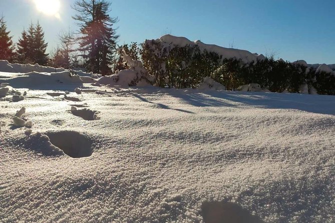 Private Buggy Experience All Seasons in Pamporovo - The four-seat buggy and group setup