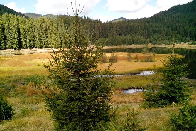 Private Buggy Experience All Seasons in Pamporovo - Who will get the most from this outing