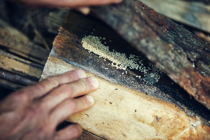 Private Experience in Wildlife Survival School in Bulgaria - The instructor and the private format