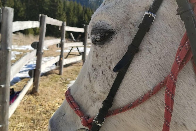 Private Horseback Riding the Rila Range - Who Will Enjoy This Most