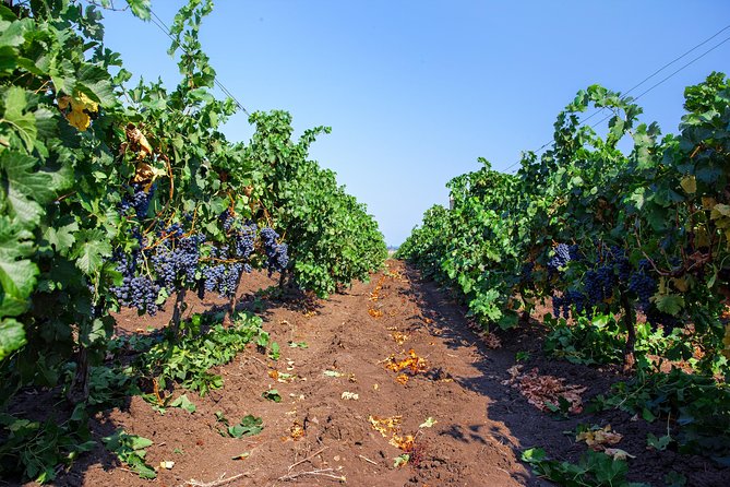 Special History And Wine Tour including Wine Tasting - Six wines and five small Bulgarian pairings