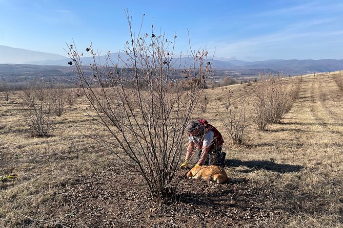 Truffle Hunting in Kyustendil - What you learn about growing truffles