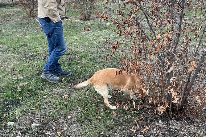Truffle Hunting in Kyustendil - Finding the farm at 2552 Shipochano